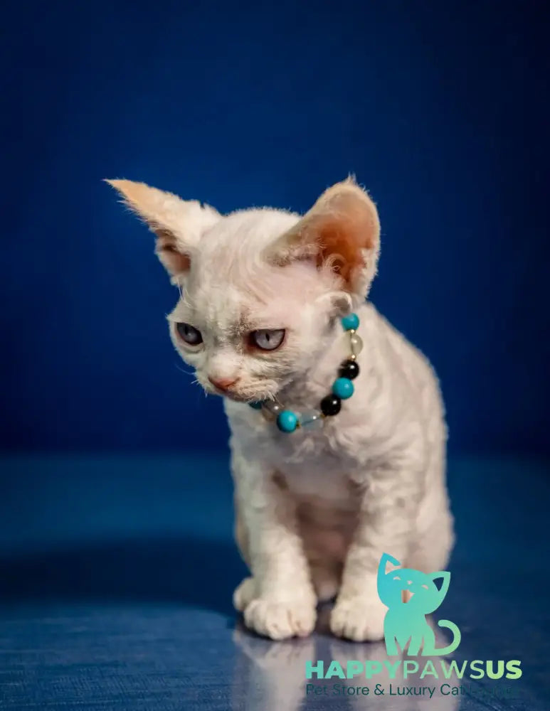 Ice Cream Devon Rex male red pointed - live animals