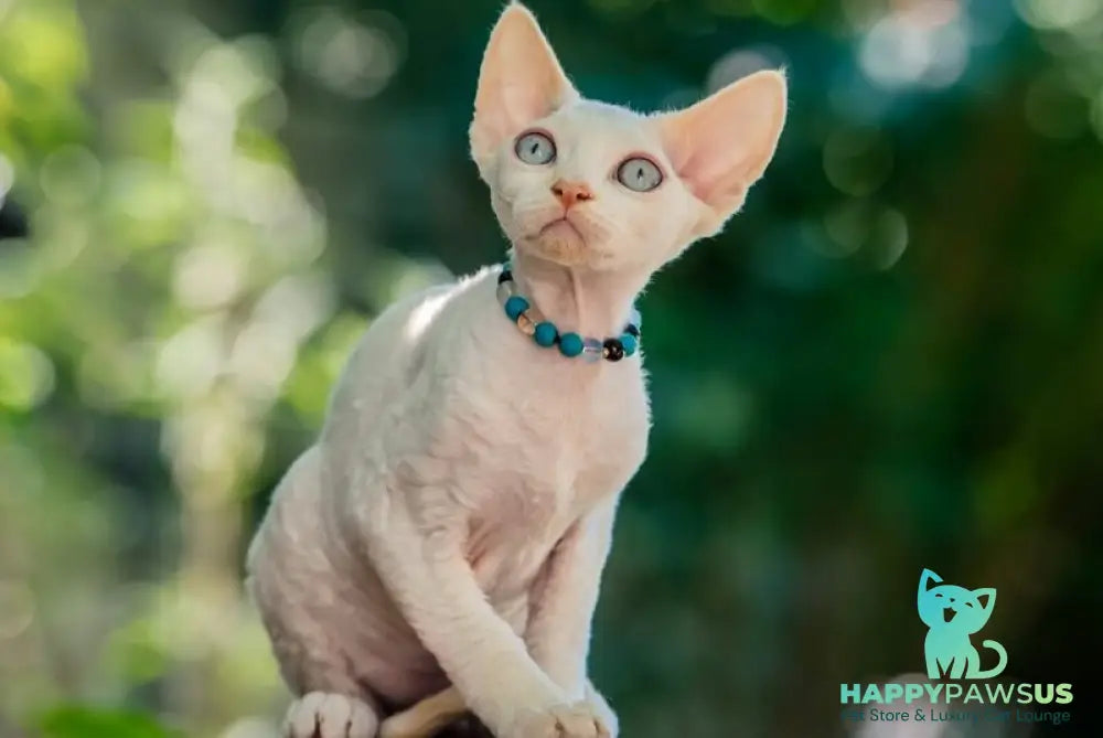 Ice Cream Devon Rex male red pointed - live animals