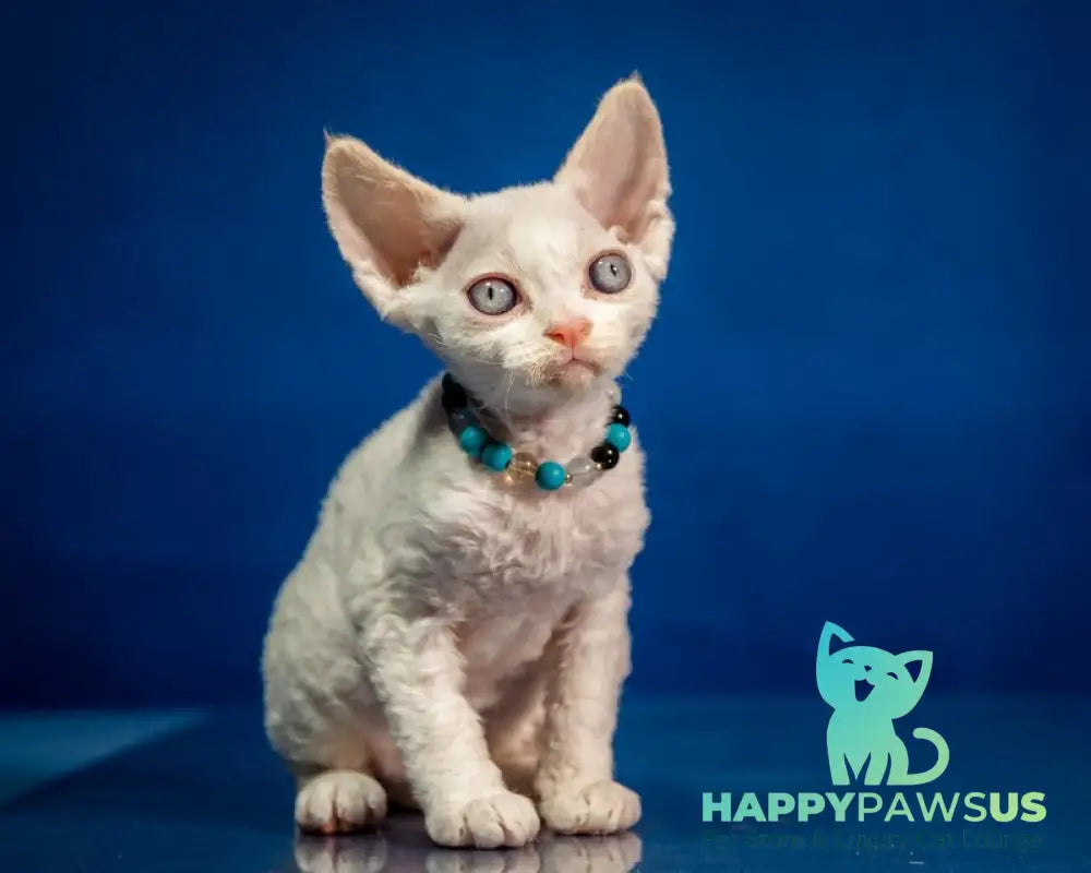 Ice Cream Devon Rex male red pointed - live animals