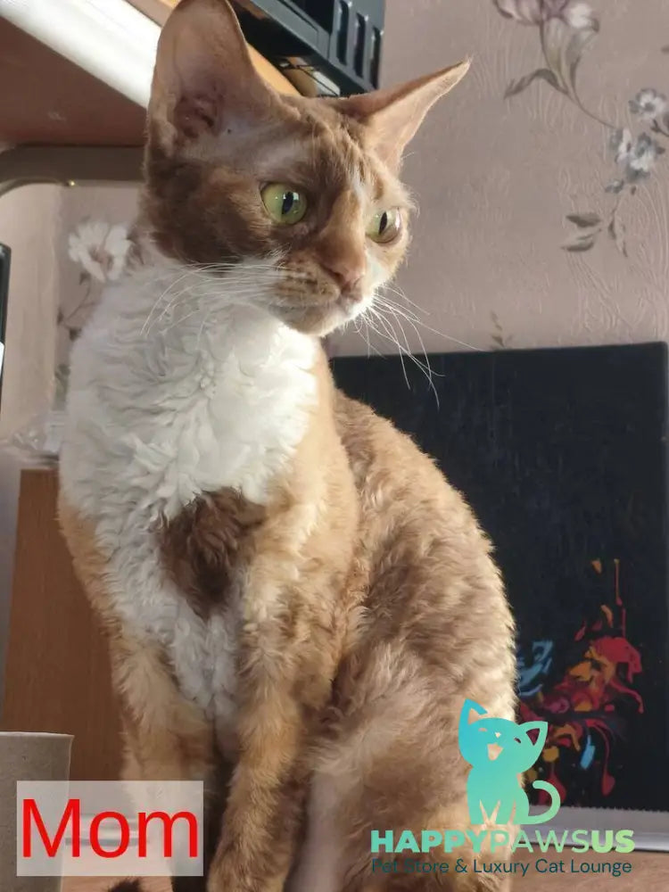 Ice Cream Devon Rex male red pointed - live animals