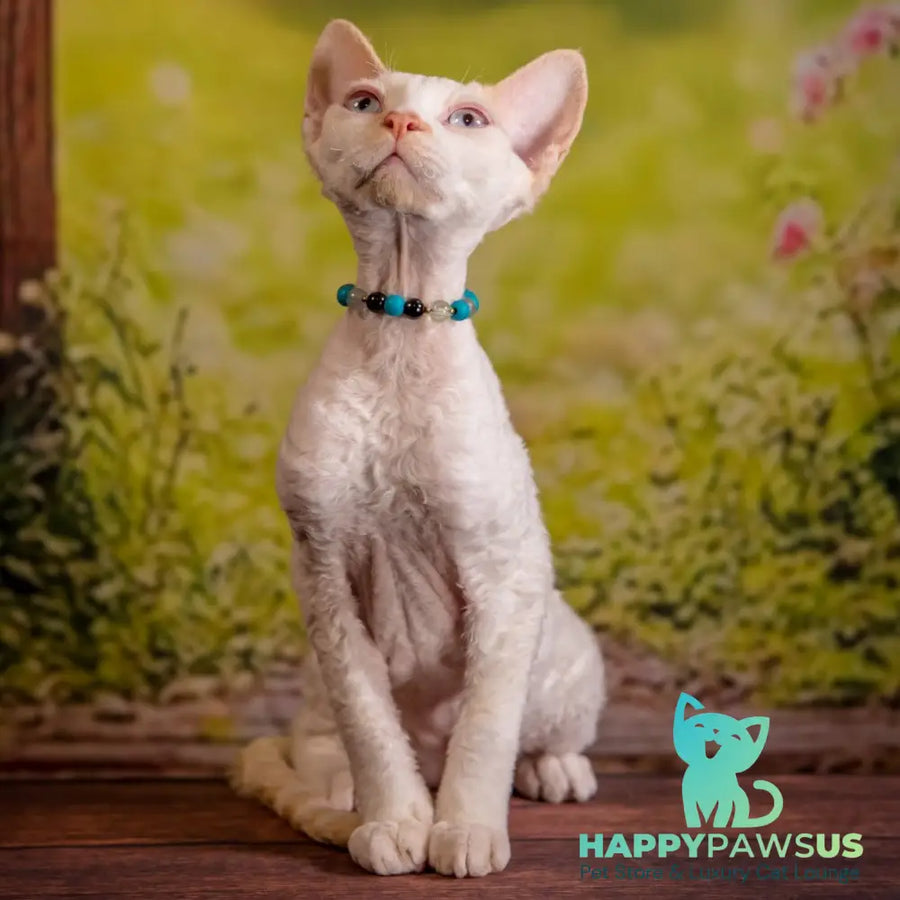 Ice Cream Devon Rex male red pointed - live animals