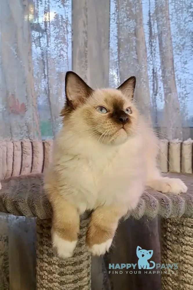 Ice cream Ragdoll male black mitted live animals