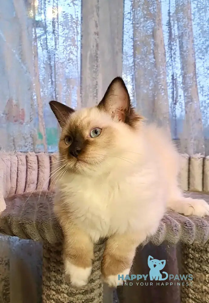 Ice cream Ragdoll male black mitted live animals