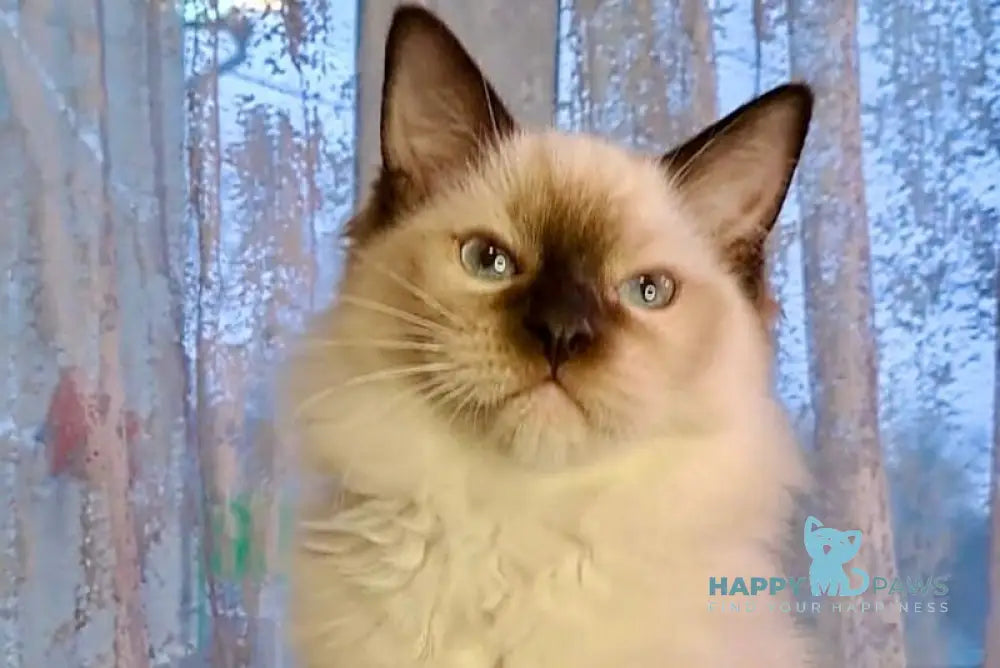 Ice cream Ragdoll male black mitted live animals