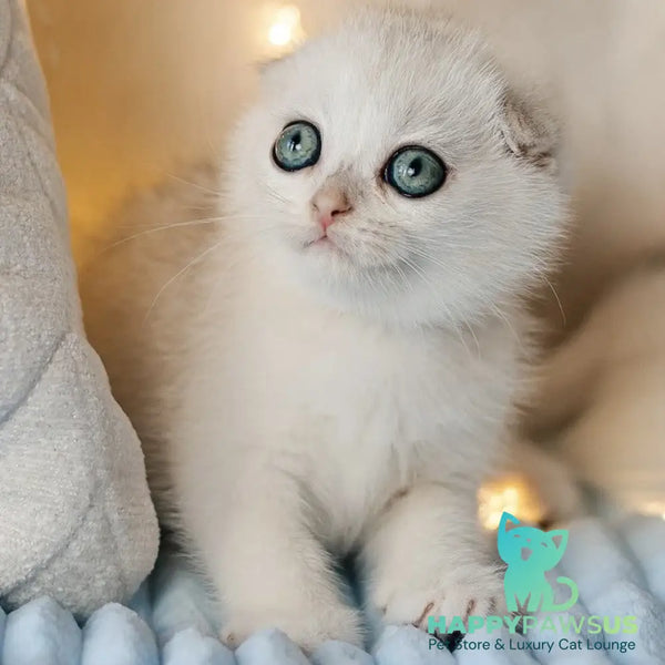 Ice Cream Scottish Fold male black silver shaded - live animals