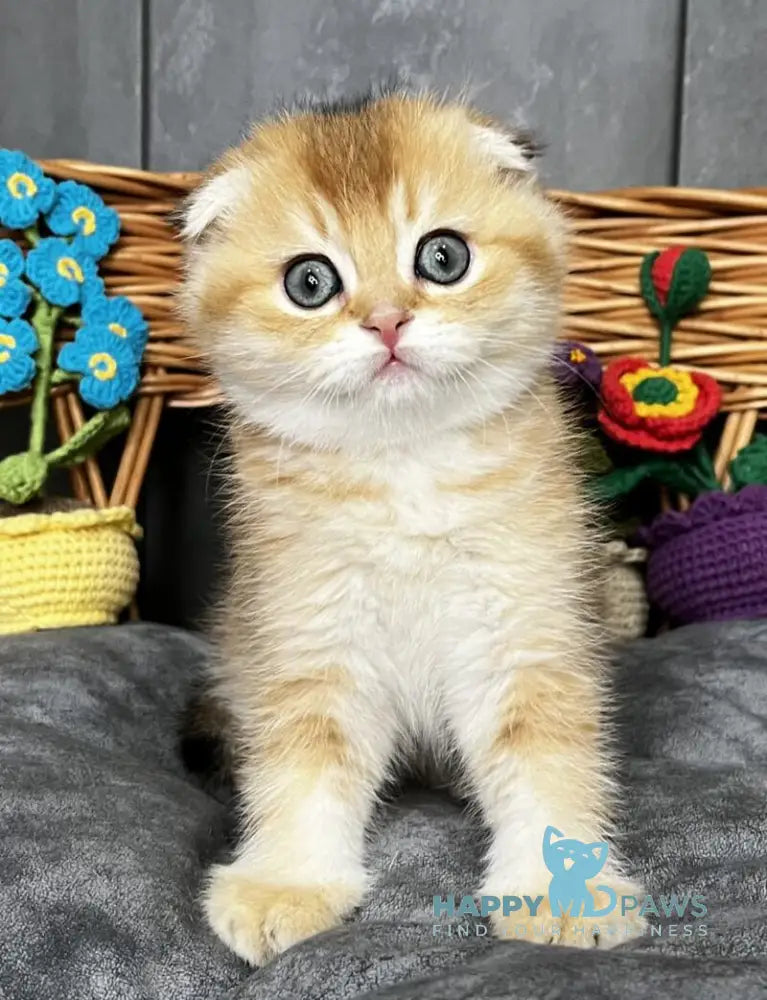 Ice Scottish Straight male black golden ticked tabby live animals