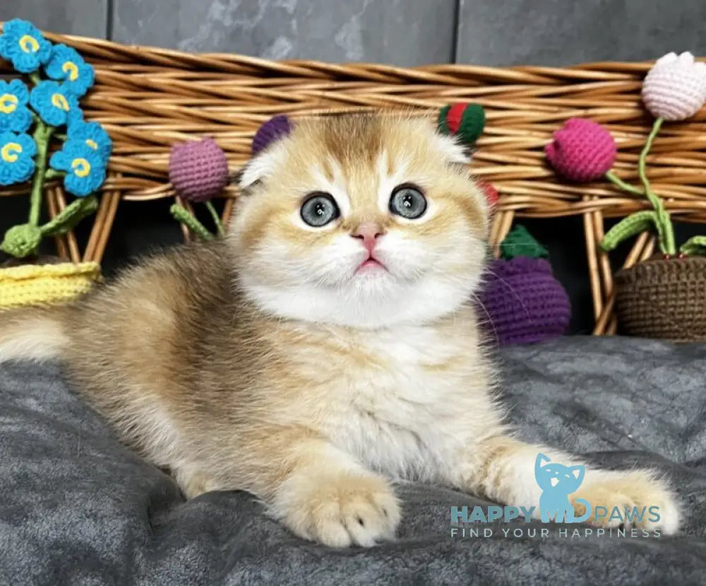 Ice Scottish Straight male black golden ticked tabby live animals