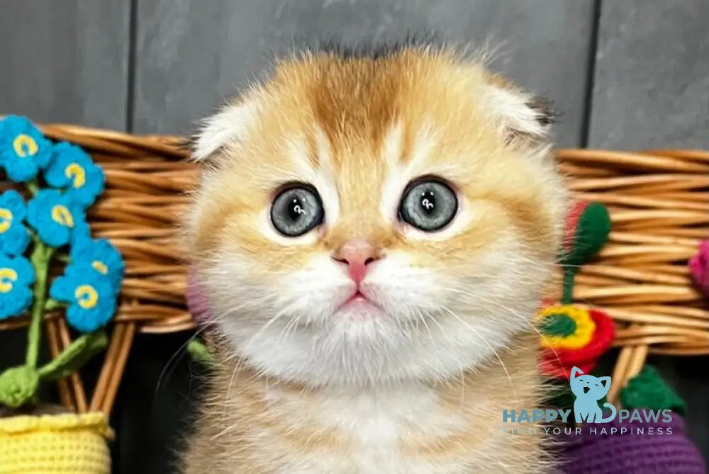 Ice Scottish Straight male black golden ticked tabby live animals