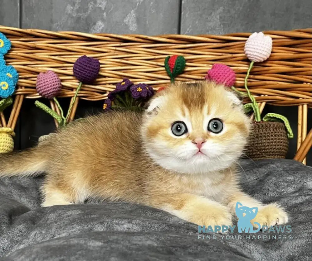 Ice Scottish Straight male black golden ticked tabby live animals