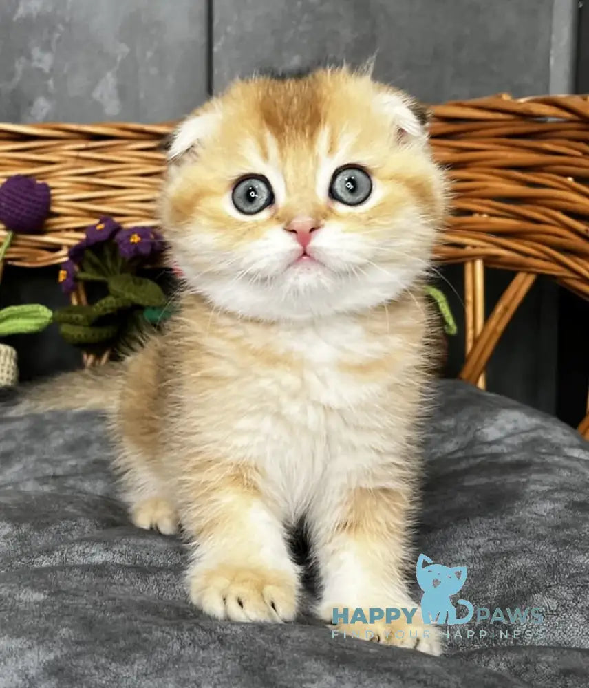 Ice Scottish Straight male black golden ticked tabby live animals