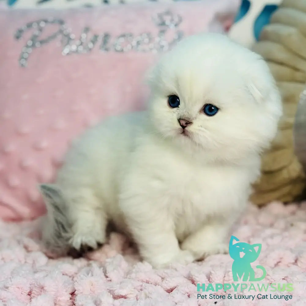 Ice Scottish Fold male black silver shaded pointed - live animals