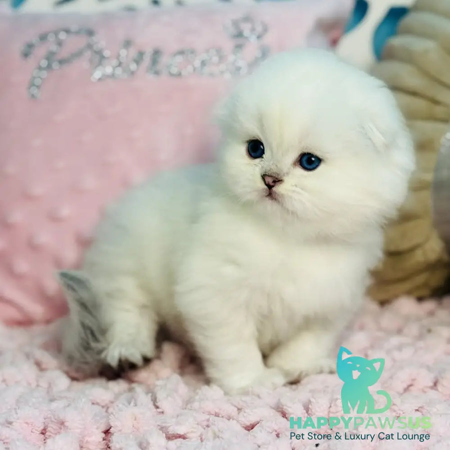 Ice Scottish Fold male black silver shaded pointed - live animals