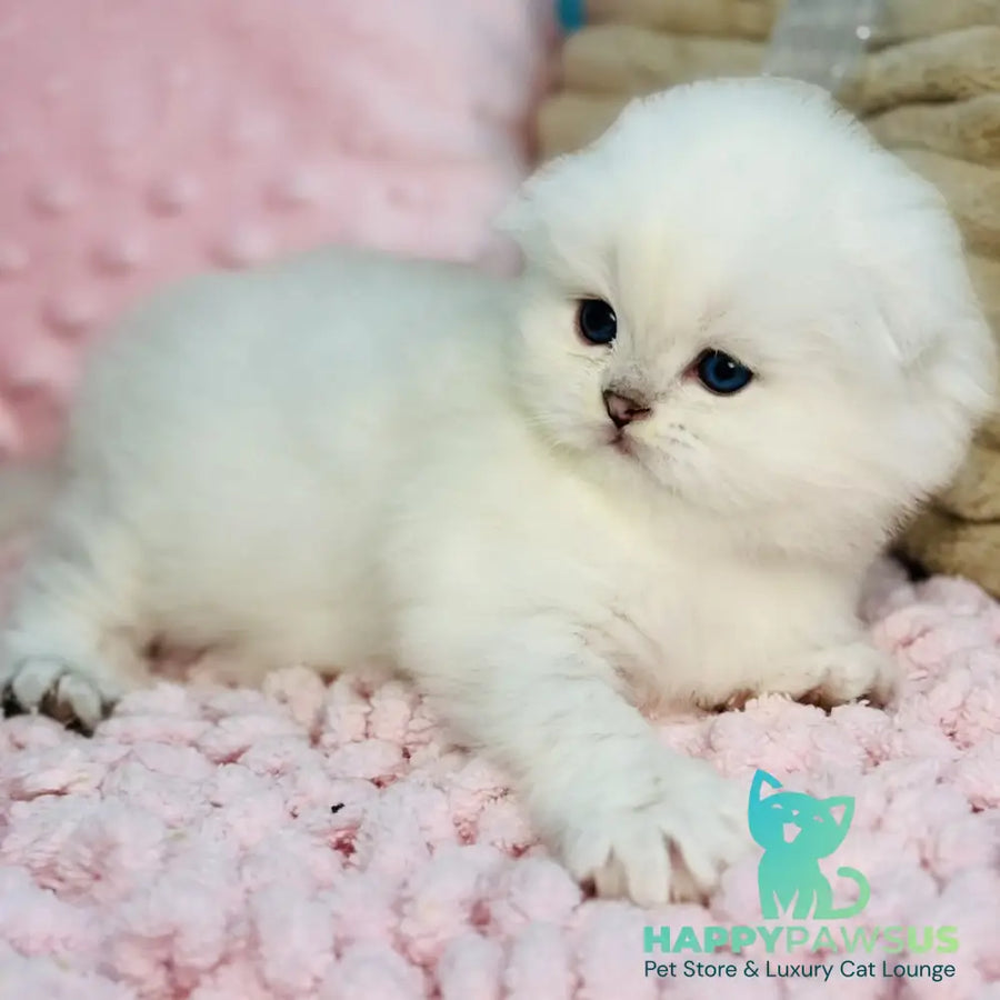 Ice Scottish Fold male black silver shaded pointed - live animals