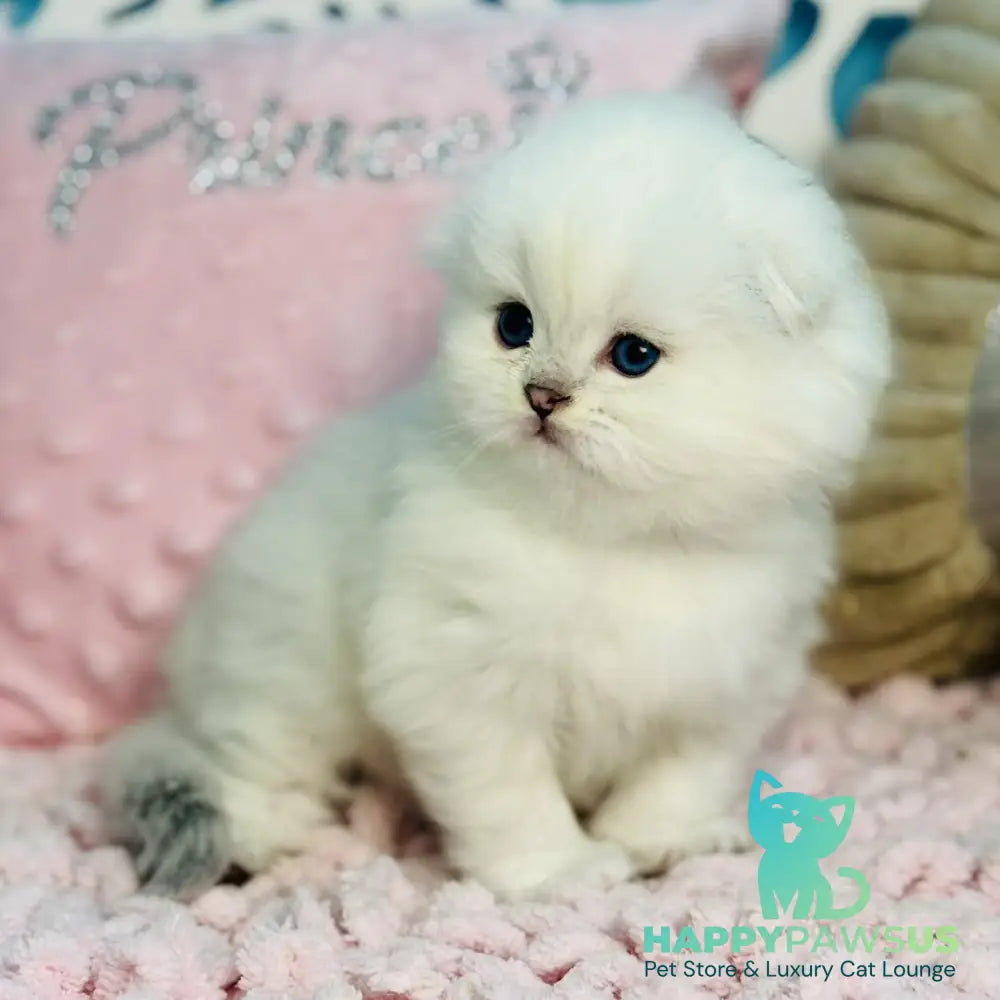 Ice Scottish Fold male black silver shaded pointed - live animals
