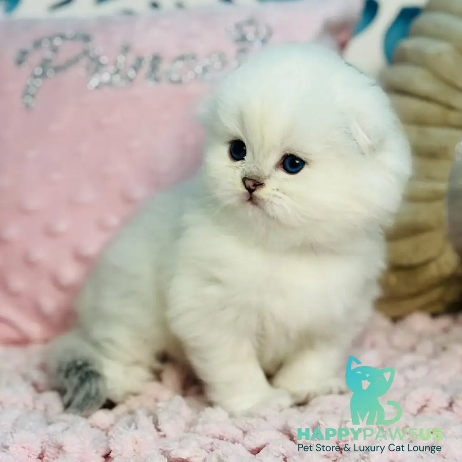 Ice Scottish Fold male black silver shaded pointed - live animals