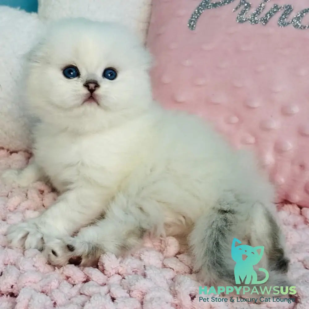 Ice Scottish Fold male black silver shaded pointed - live animals