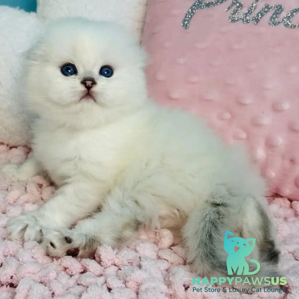 Ice Scottish Fold male black silver shaded pointed - live animals