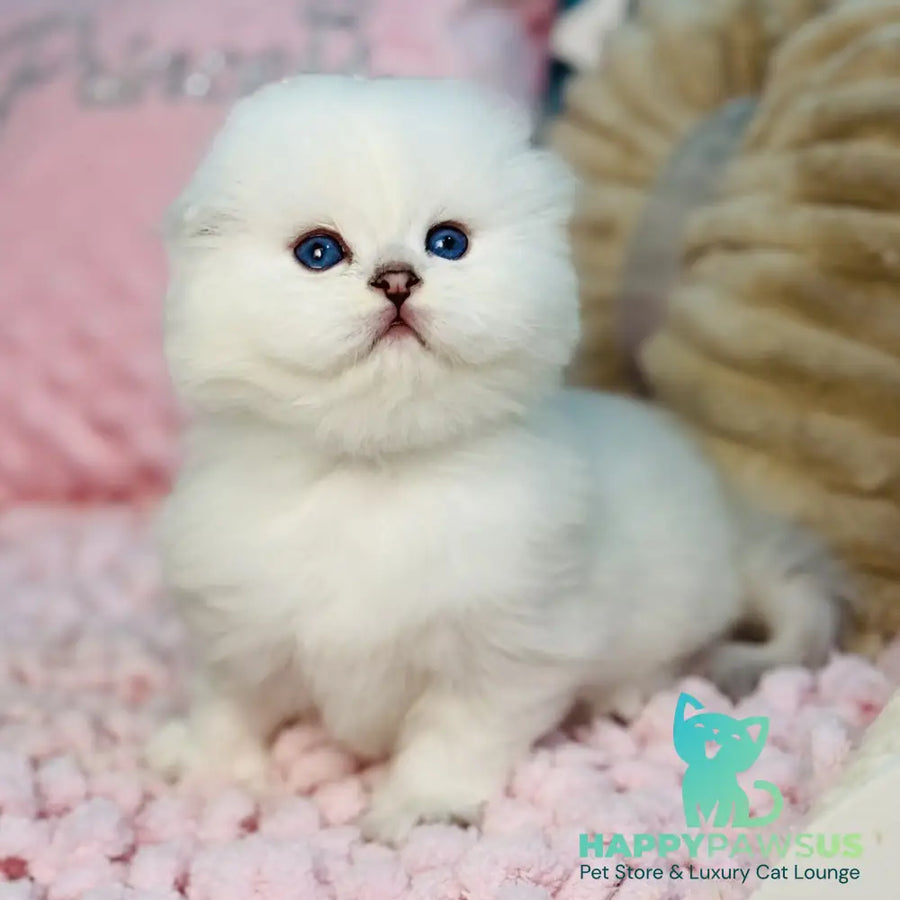 Ice Scottish Fold male black silver shaded pointed - live animals