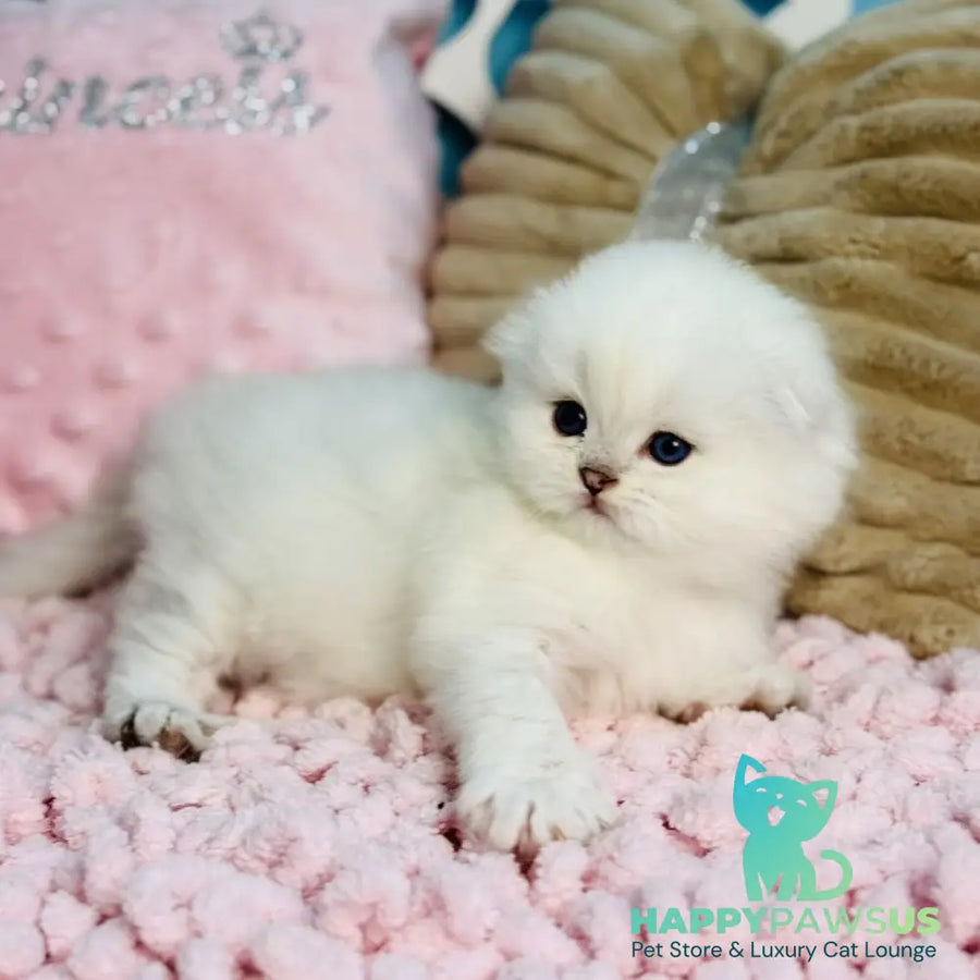 Ice Scottish Fold male black silver shaded pointed - live animals