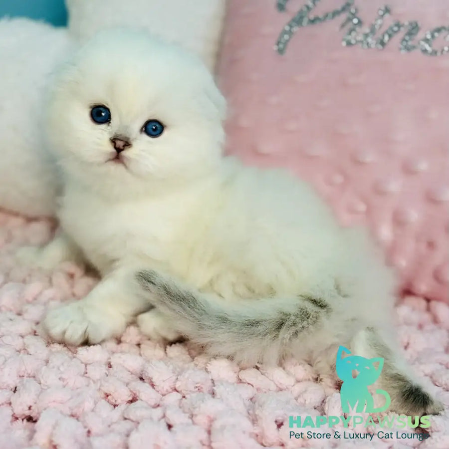 Ice Scottish Fold male black silver shaded pointed - live animals