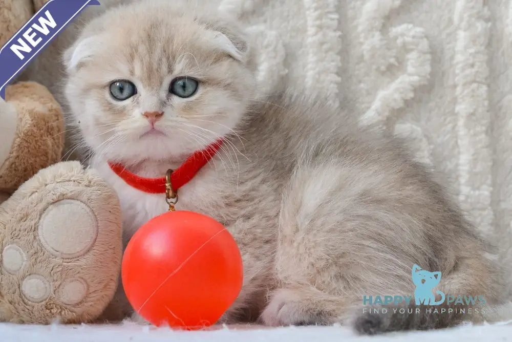 Ice Scottish Fold male blue golden chinchilla live animals