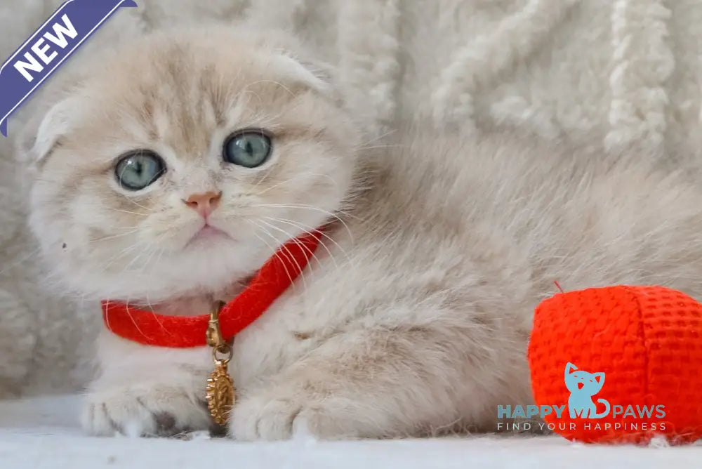 Ice Scottish Fold male blue golden chinchilla live animals