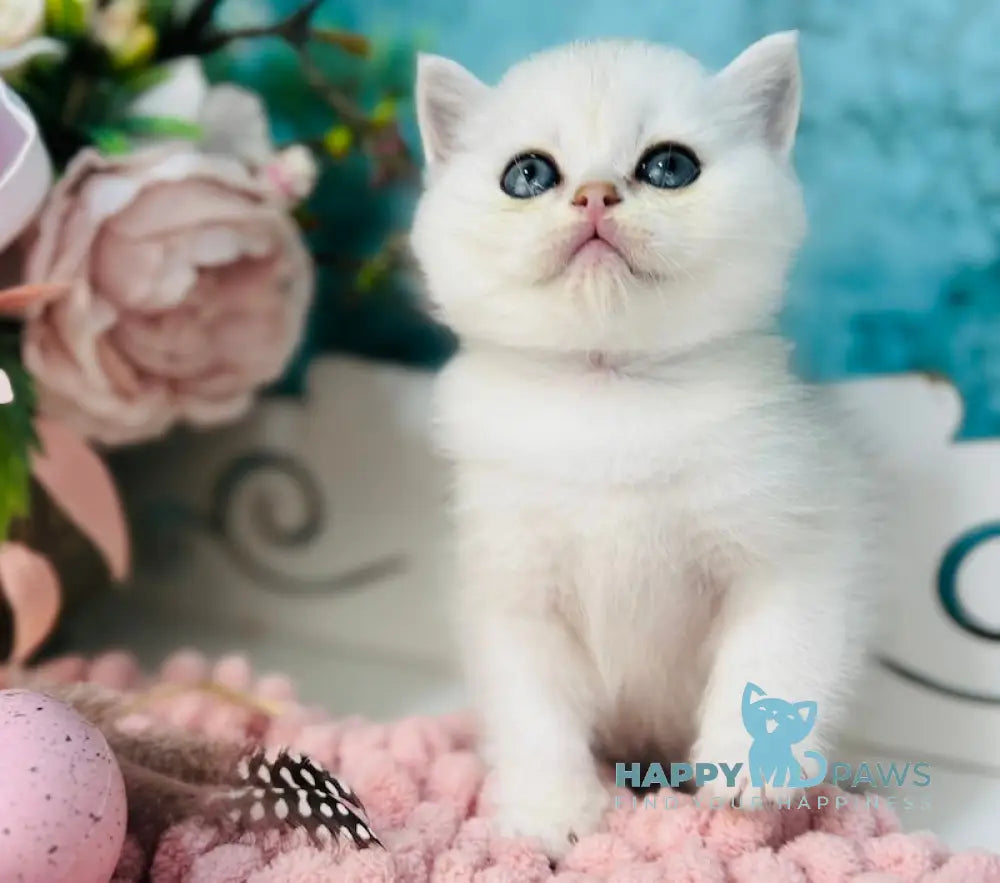 Ice Scottish Straight male black silver shaded live animals
