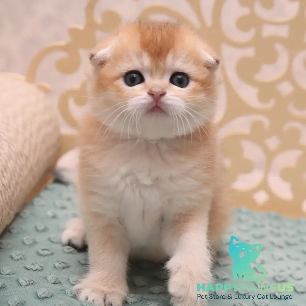 Icon Scottish Fold male black golden shaded - live animals