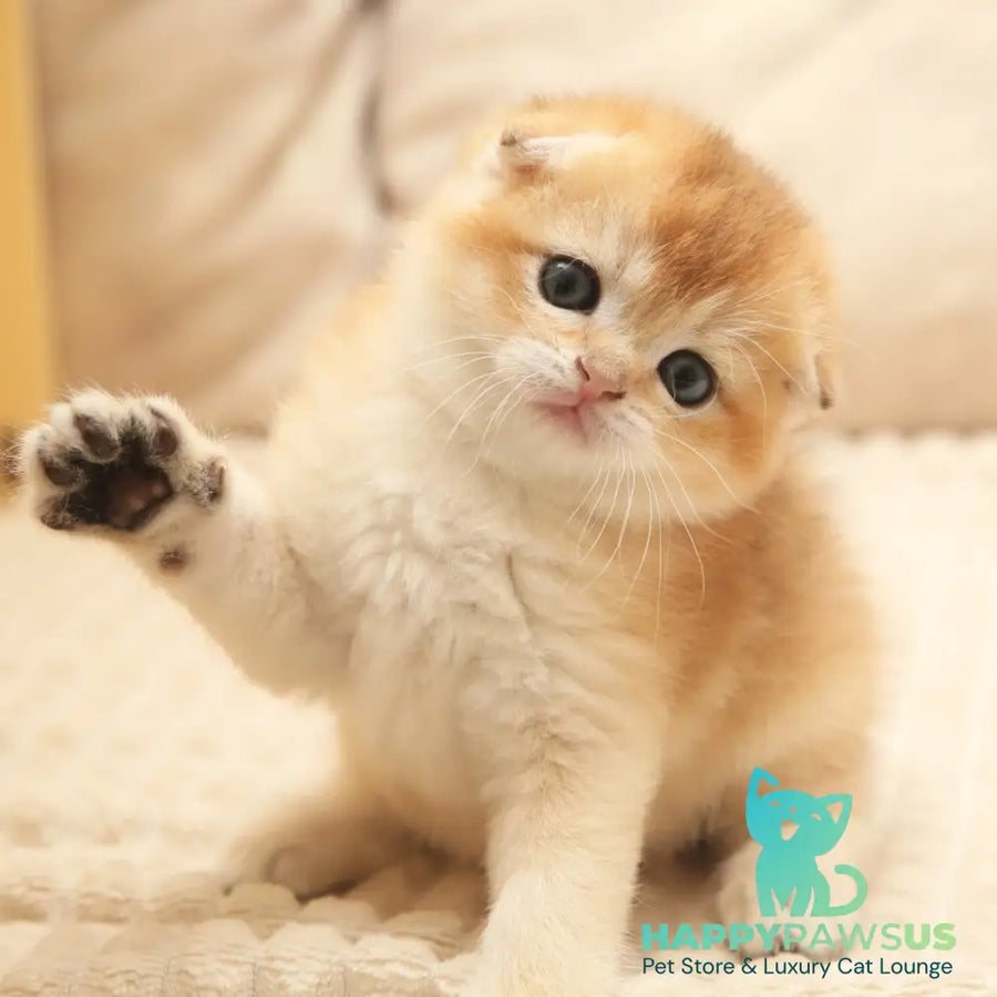 Icon Scottish Fold male black golden shaded - live animals