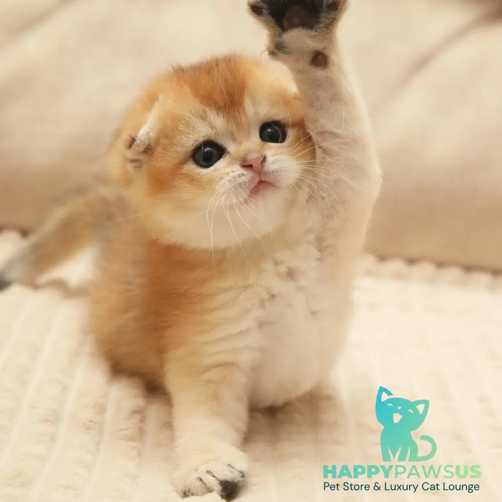 Icon Scottish Fold male black golden shaded - live animals