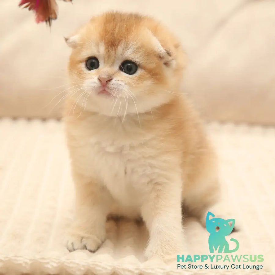 Icon Scottish Fold male black golden shaded - live animals