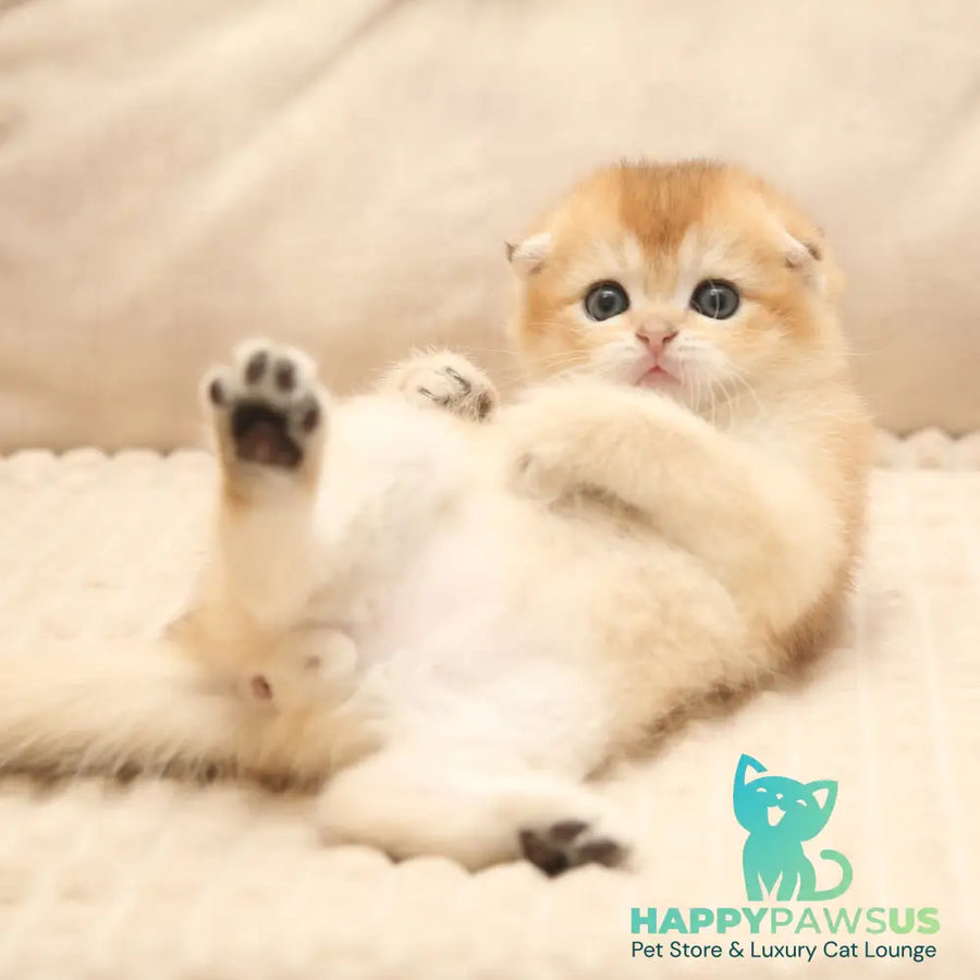 Icon Scottish Fold male black golden shaded - live animals