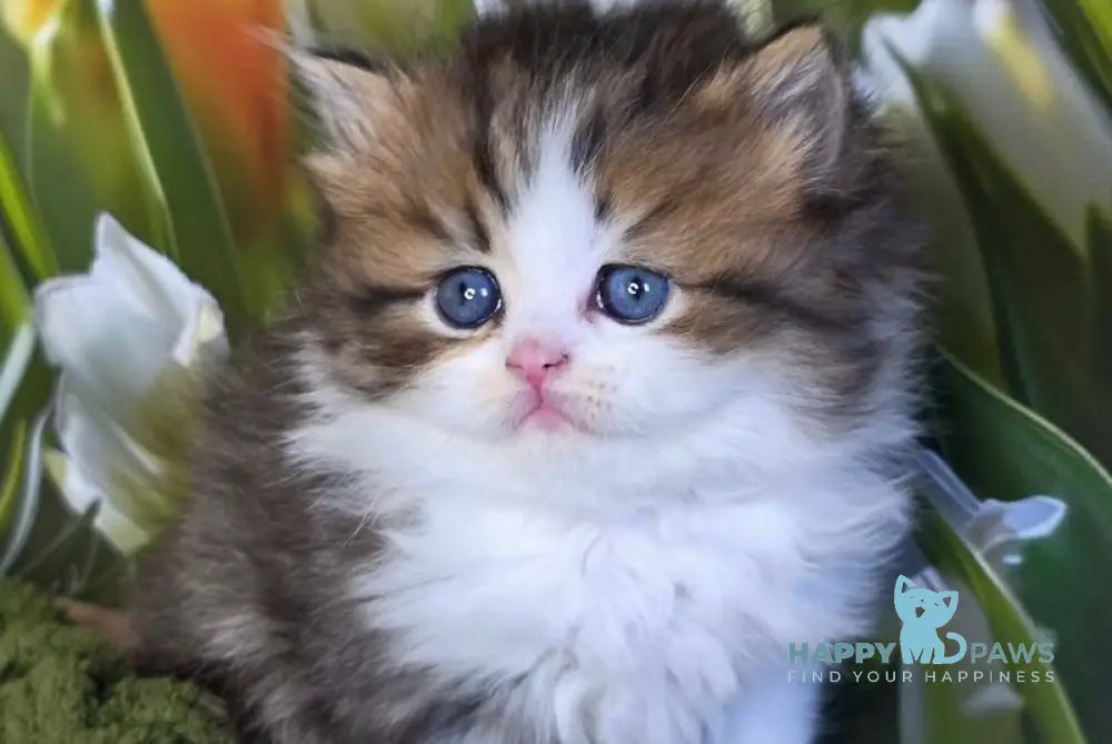 Icon Scottish Straight male black spotted tabby bicolour - live animals