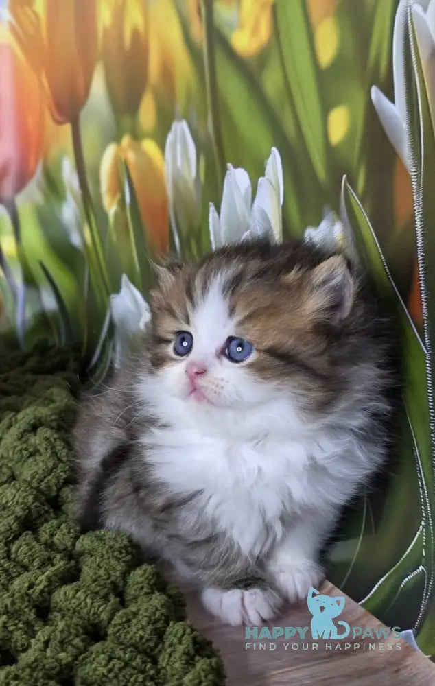 Icon Scottish Straight male black spotted tabby bicolour - live animals