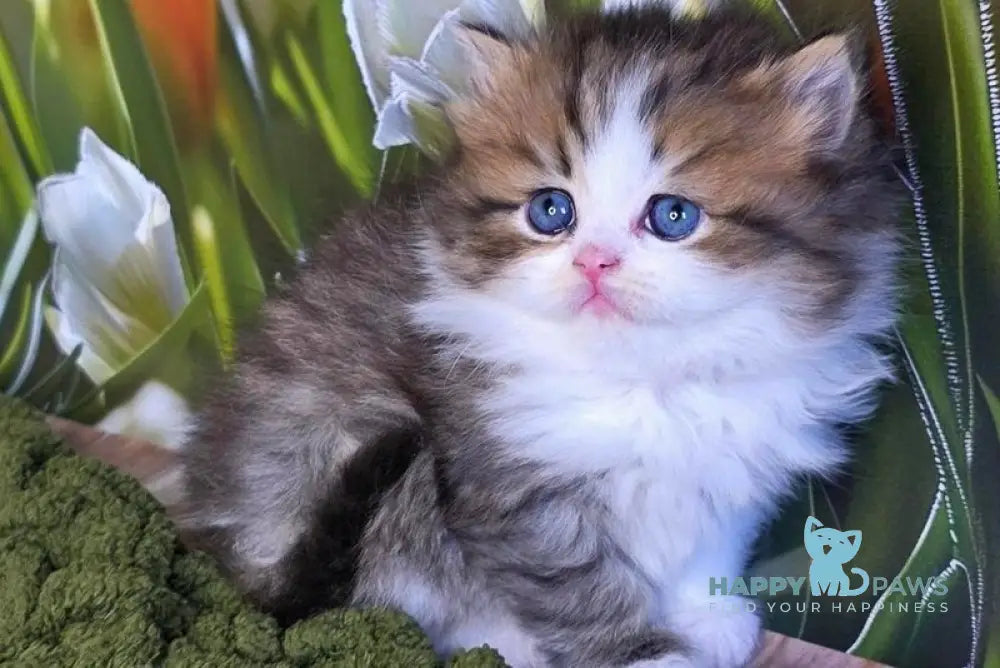 Icon Scottish Straight male black spotted tabby bicolour - live animals