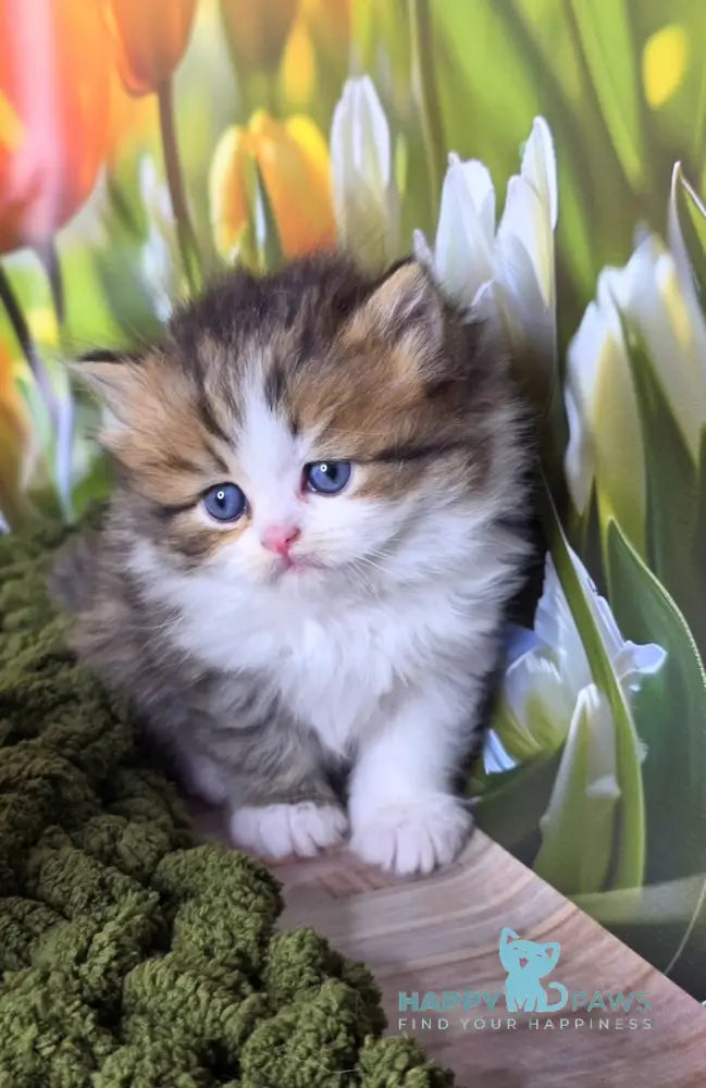 Icon Scottish Straight male black spotted tabby bicolour - live animals