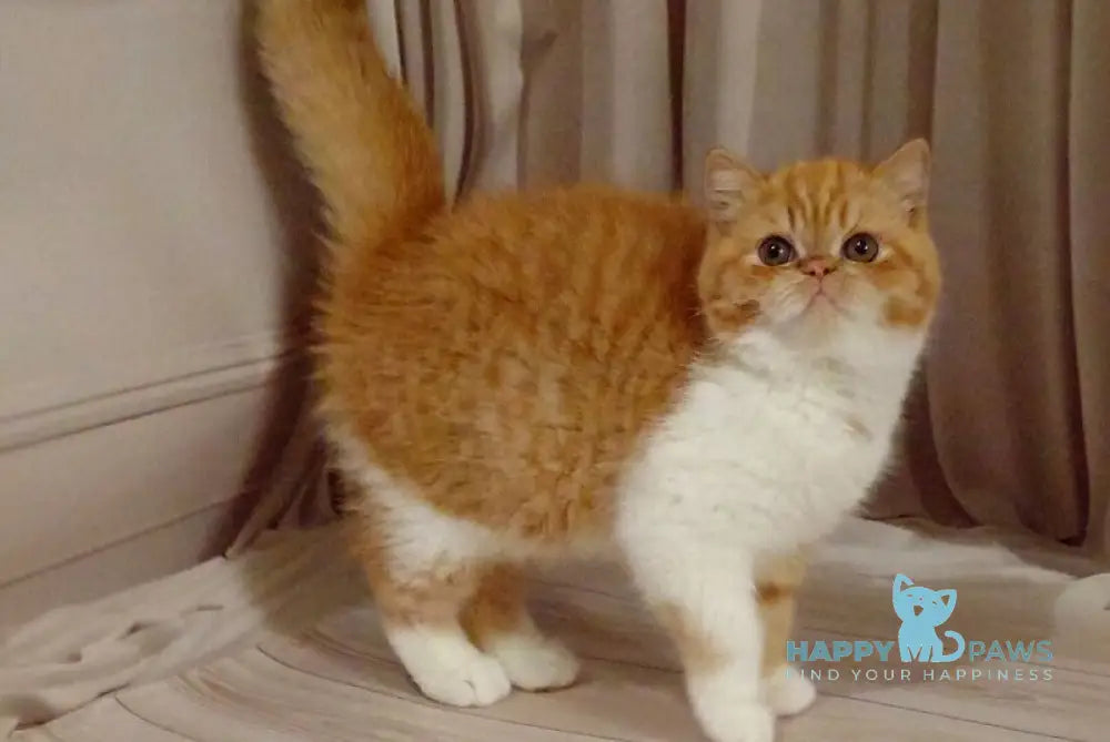 Ida Exotic female red bicolour live animals