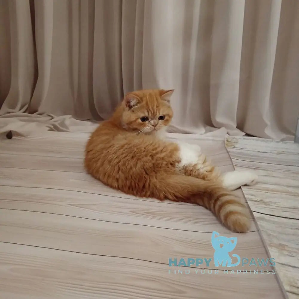 Ida Exotic female red bicolour live animals