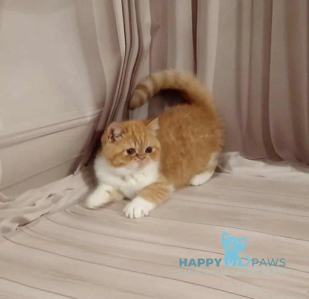 Ida Exotic female red bicolour live animals