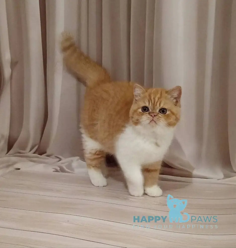 Ida Exotic female red bicolour live animals