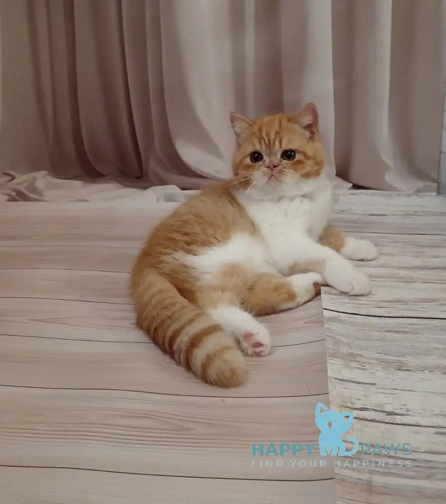 Ida Exotic female red bicolour live animals