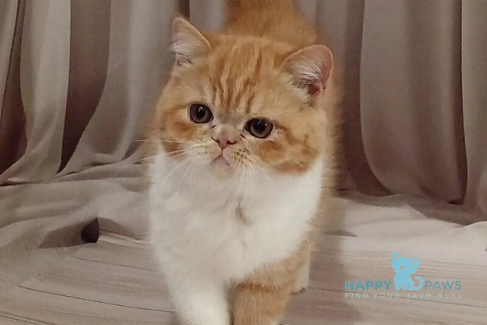 Ida Exotic female red bicolour live animals