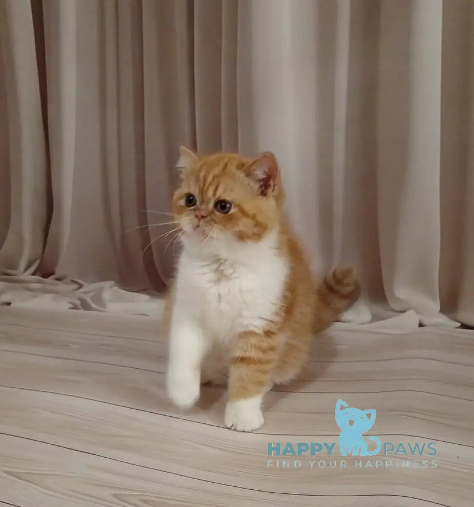 Ida Exotic female red bicolour live animals