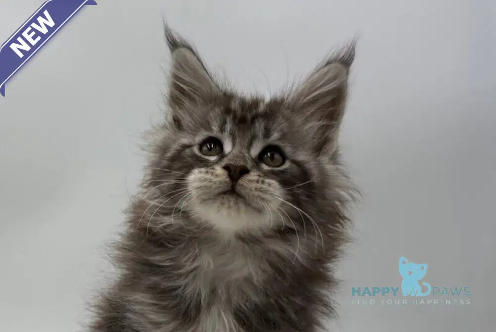 Ida Maine Coon female black silver tabby live animals