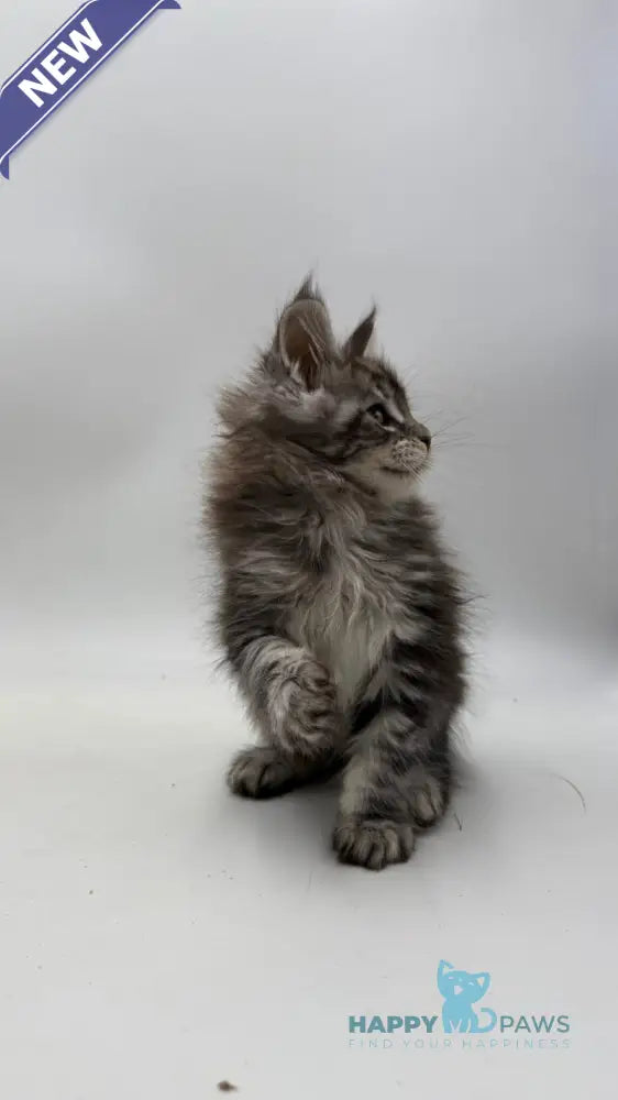 Ida Maine Coon female black silver tabby live animals