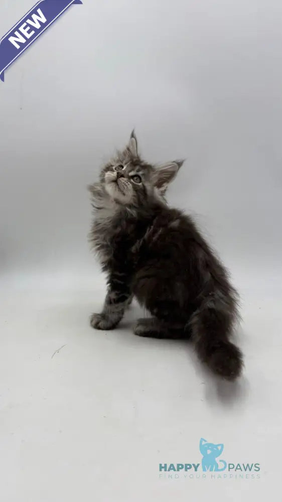 Ida Maine Coon female black silver tabby live animals