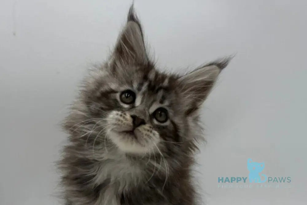 Ida Maine Coon female black silver tabby live animals