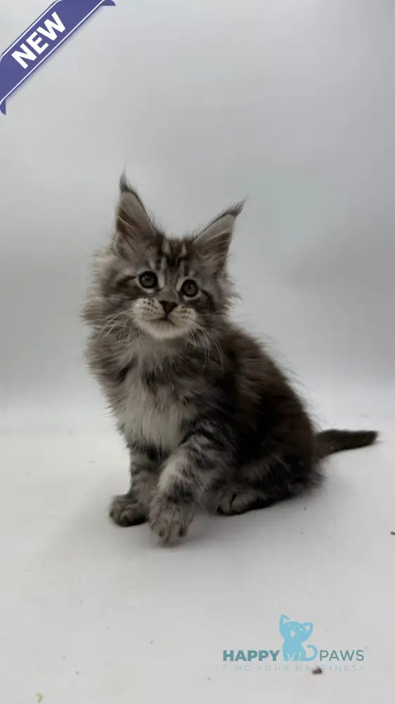 Ida Maine Coon female black silver tabby live animals