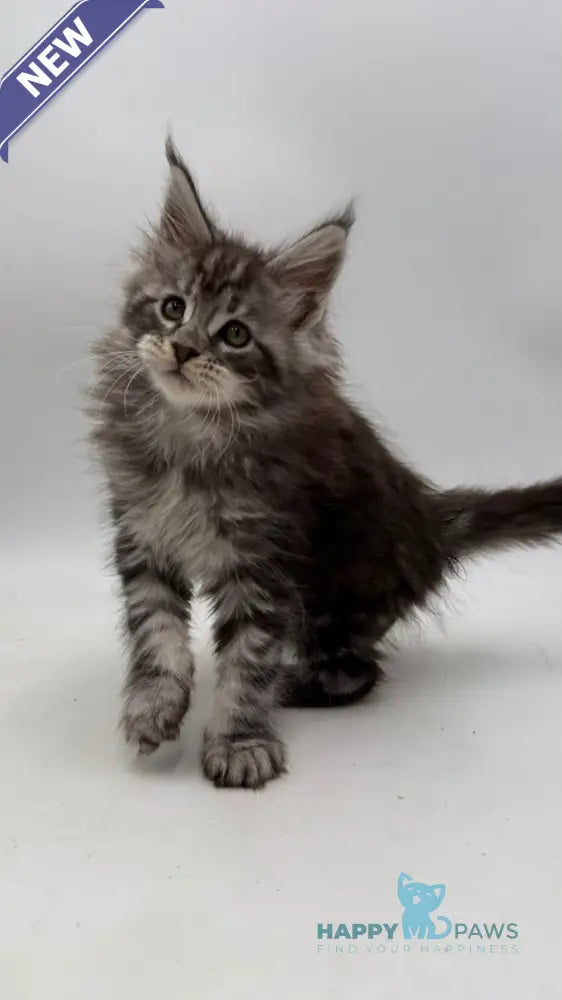 Ida Maine Coon female black silver tabby live animals