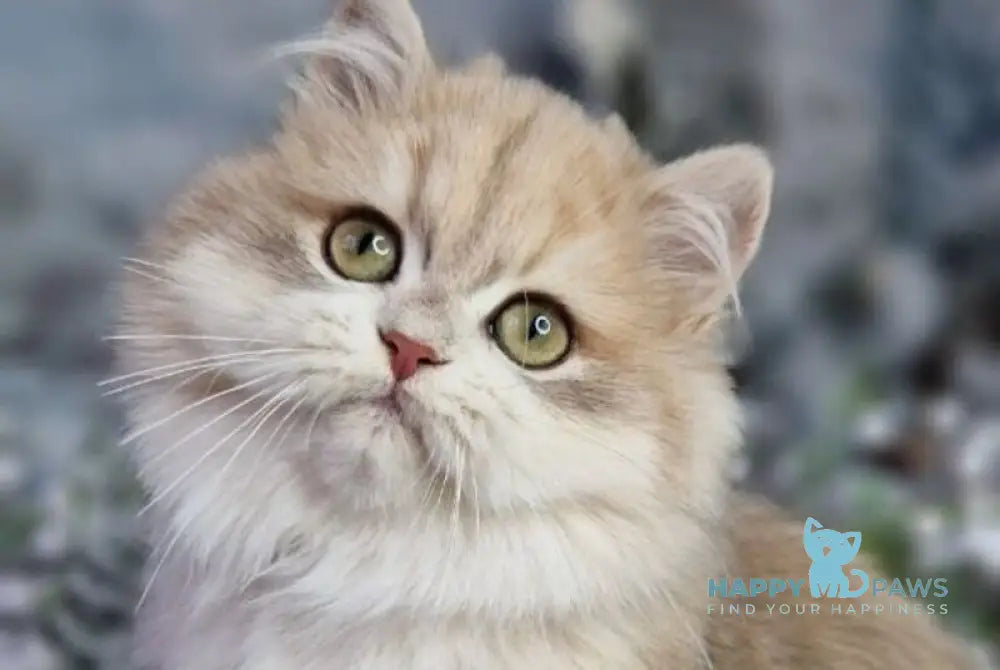 Ideal British Longhair male blue golden shaded live animals